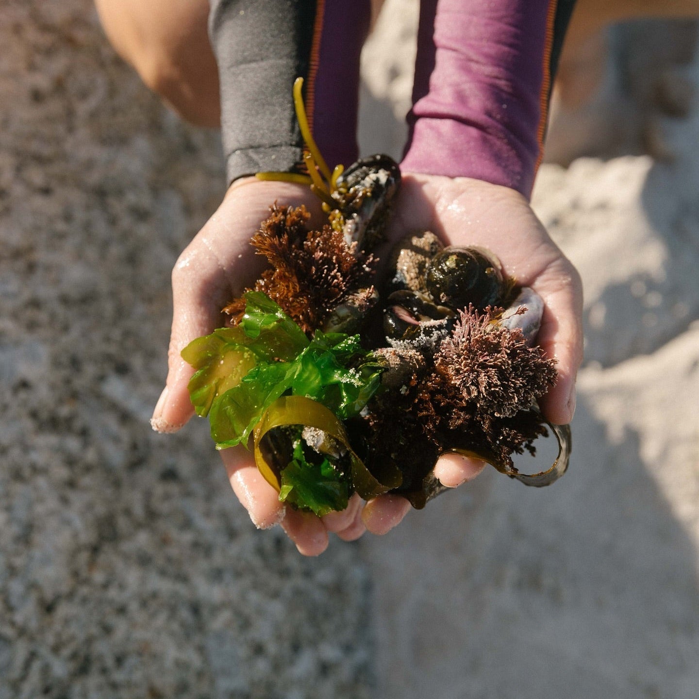 The Wonders of Wild Coastal Foraging with Veld & Sea