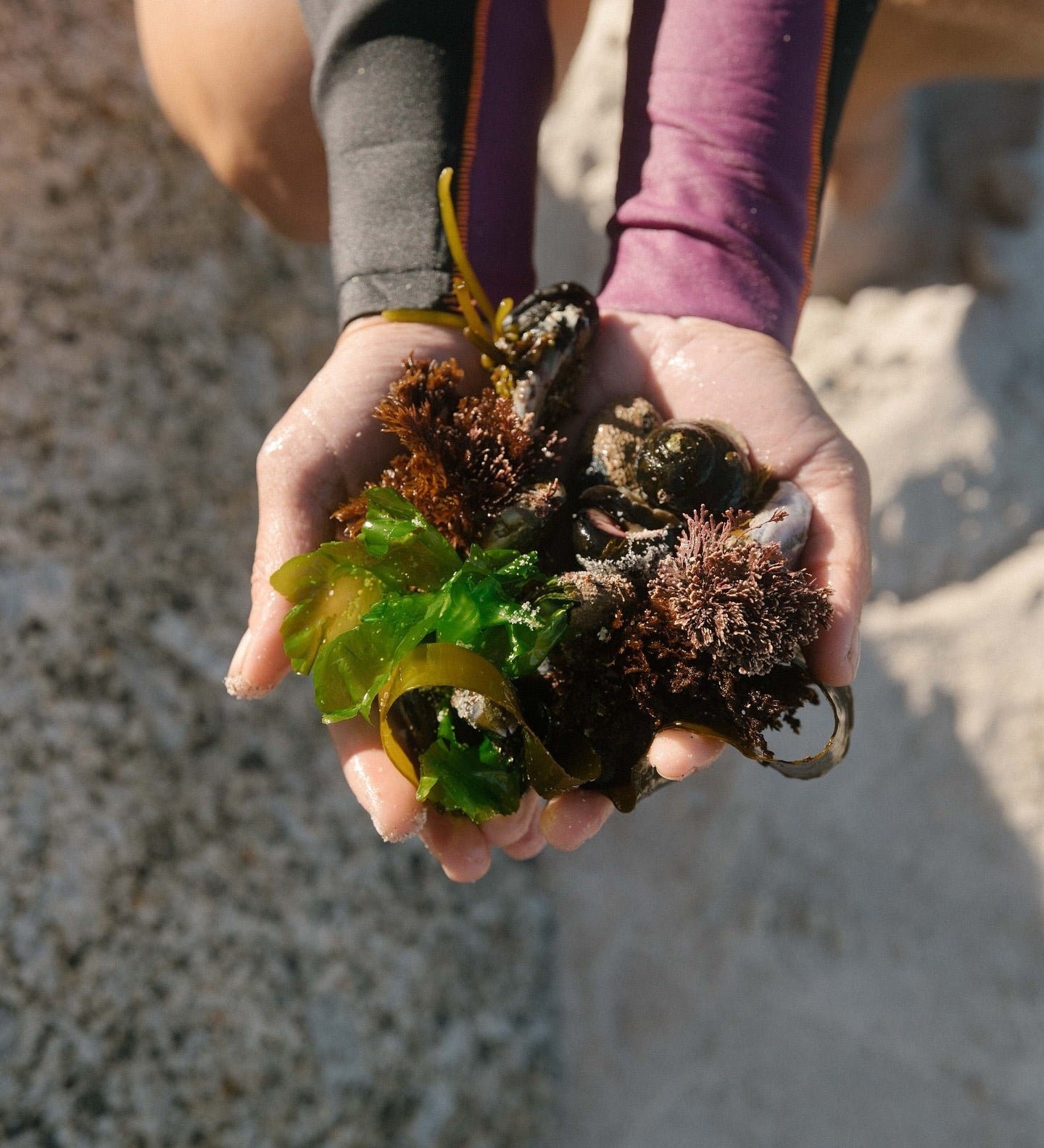 The Wonders of Wild Coastal Foraging with Veld & Sea