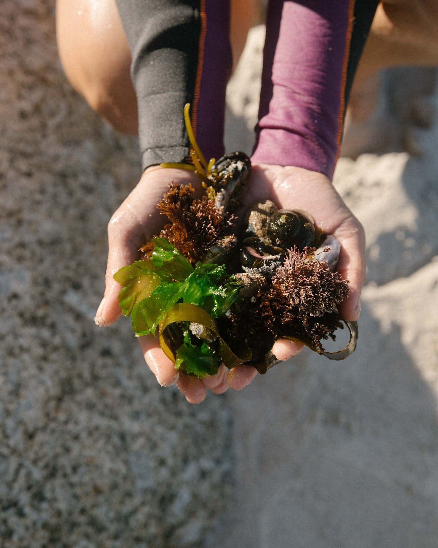 The Wonders of Wild Coastal Foraging with Veld & Sea